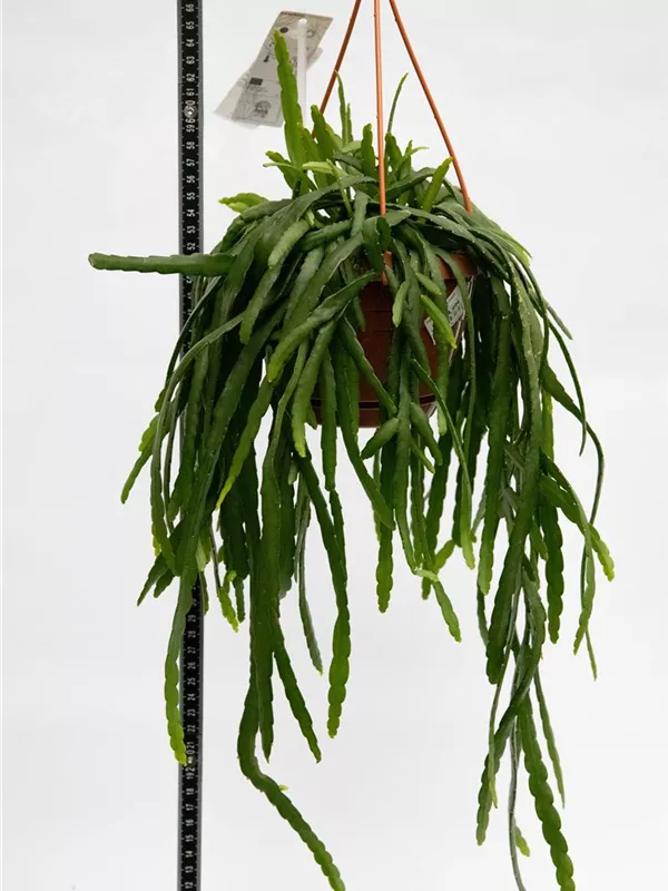 Bolivianum 