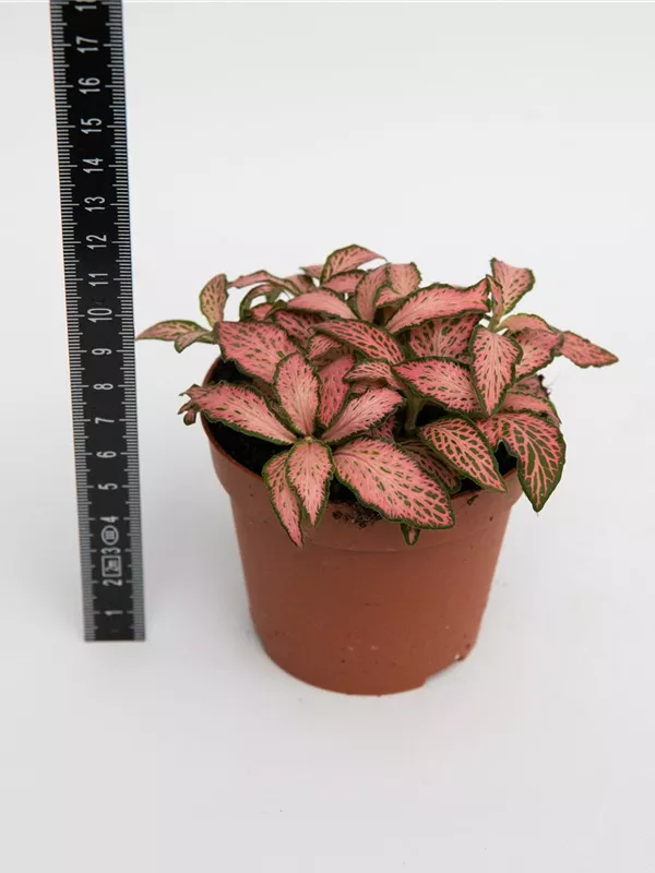 Mosaik Pink
