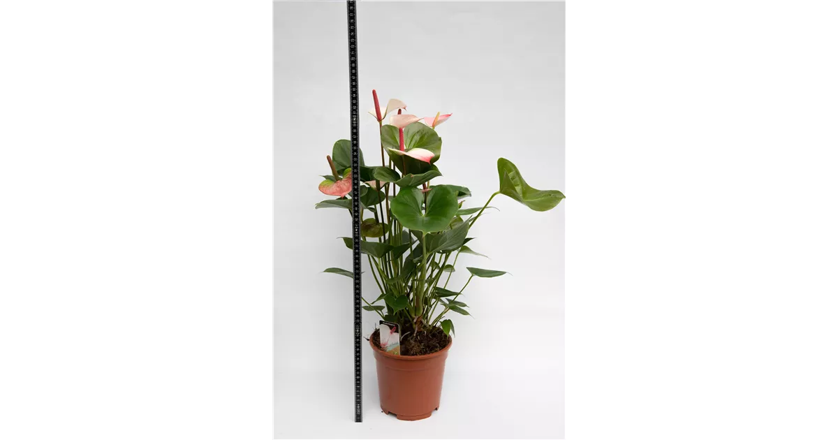 bonsai marketplace AVERGO Bonsai Tree Kit Classic - 5X Unique Japanese Bonzai Trees main image 1