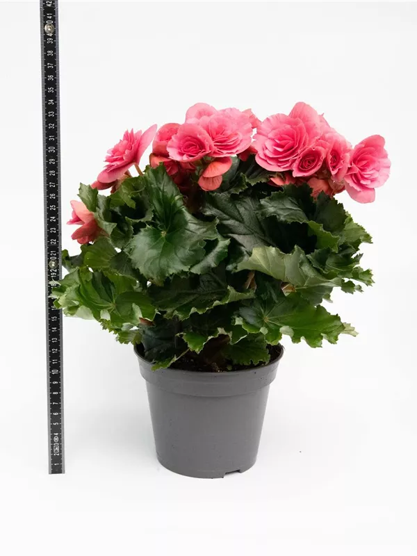 14cm Topf