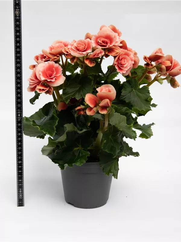 14cm Topf