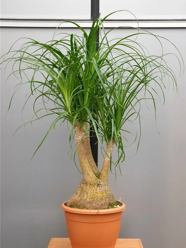 Recurvata