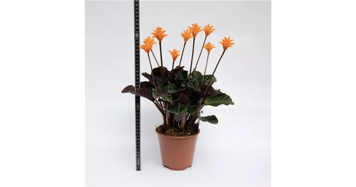 Calathea , Crocata - Blumen-Gaab