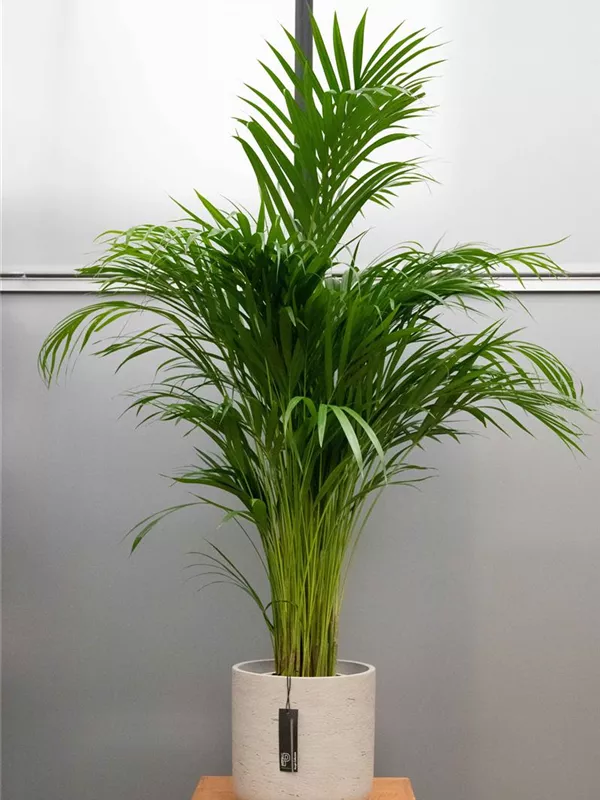 Lutescens