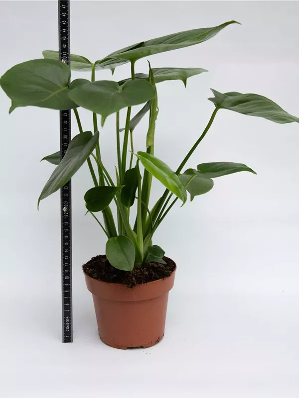 Deliciosa 14cm