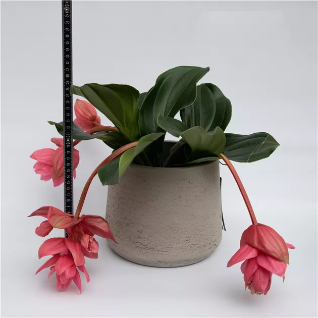 Medinilla - Blumen-Gaab