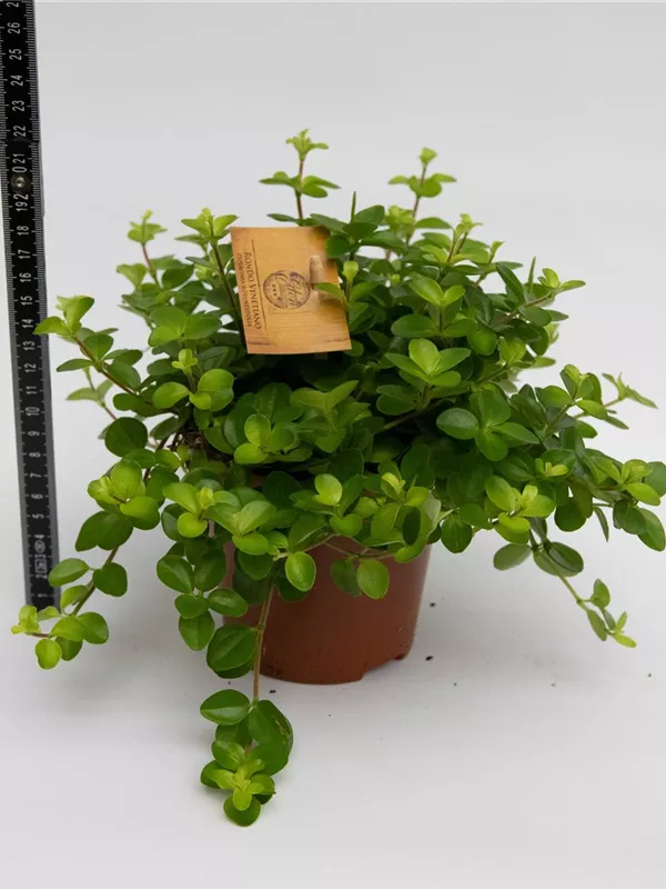 Rotundifolia