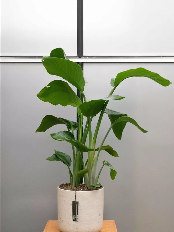  'Nicolai'