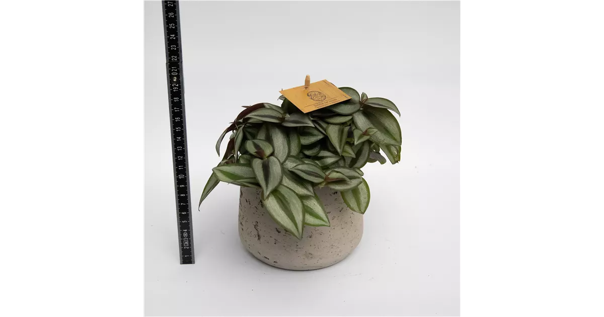 Tradescantia, Zebrina - Blumen-Gaab