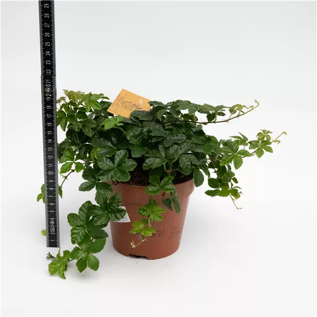 kmmel saatgut Saatgut Kreuzkmmel - Cumin