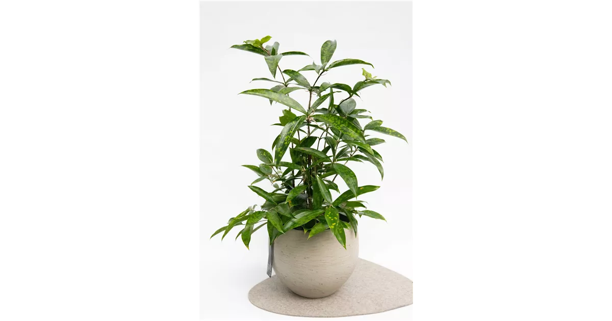 Dracaena, Surculosa - Blumen-Gaab