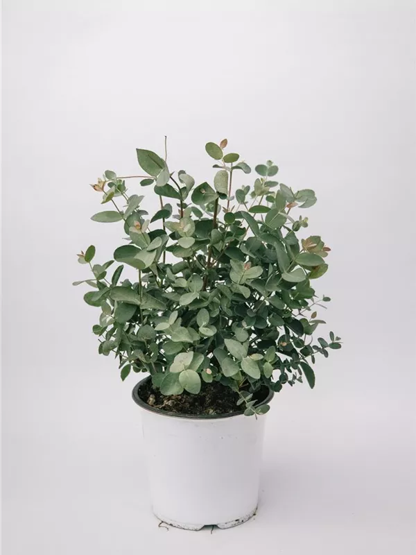 Busch PT14 ca 40cm Höhe