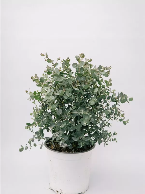 Busch PT 17 ca. 50cm Höhe