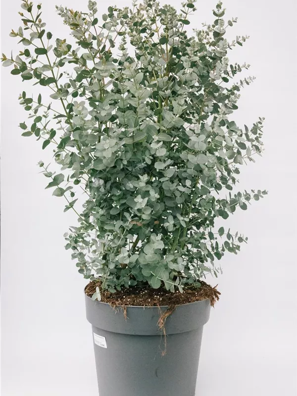 Busch PT27 Höhe 90cm inkl. Topf