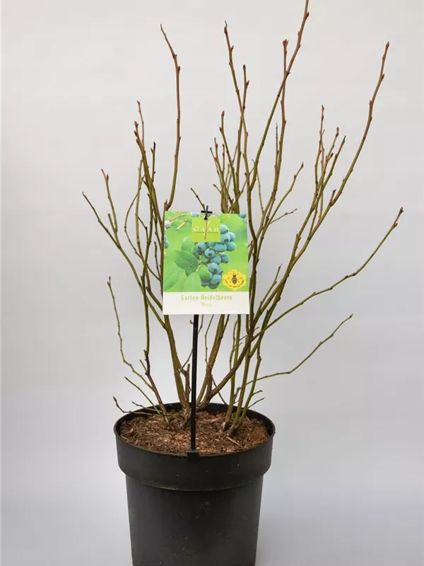 Vaccinium Corymbosum `Bluecrop`