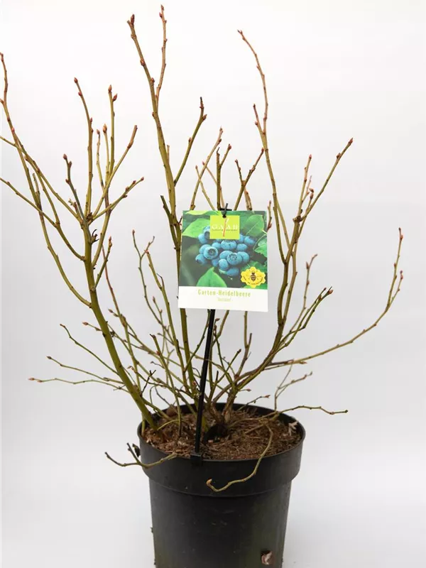 Vaccinium Corymbosum `Northland`