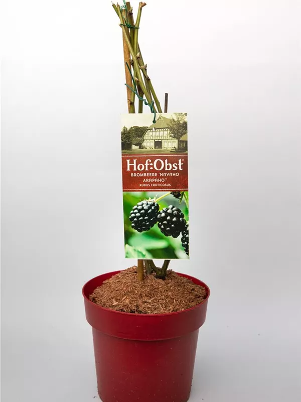 "Rubus fruiticosus"