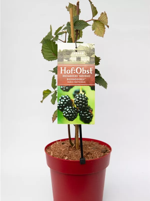"Rubus fruiticosus"