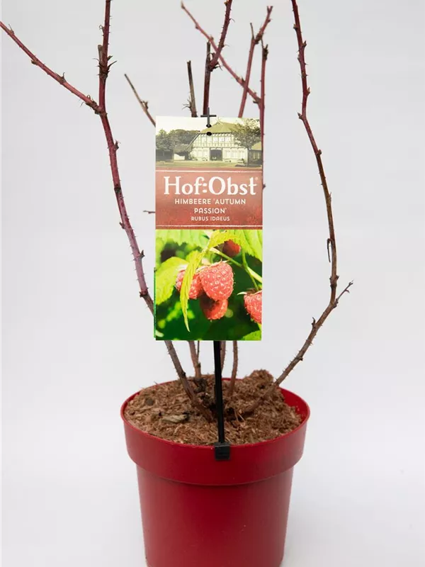 "Rubus Ideaus"