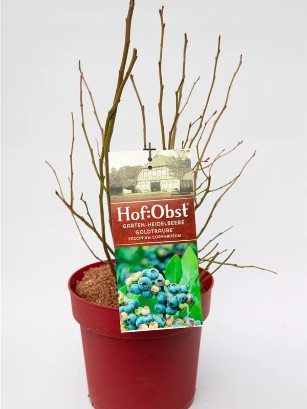Vaccinium Corymbosum `Goldtraube`