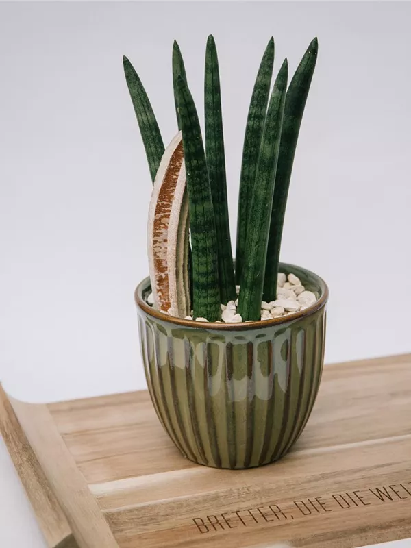 Sanseveria Cylindrica