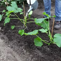 Zucchini - Einpflanzen im Gemüsebeet (thumbnail).jpg