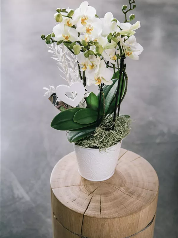 White Bouquet Dream!