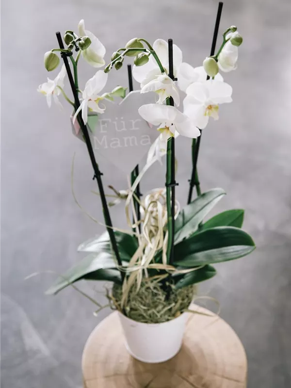 White optiflor Dream!