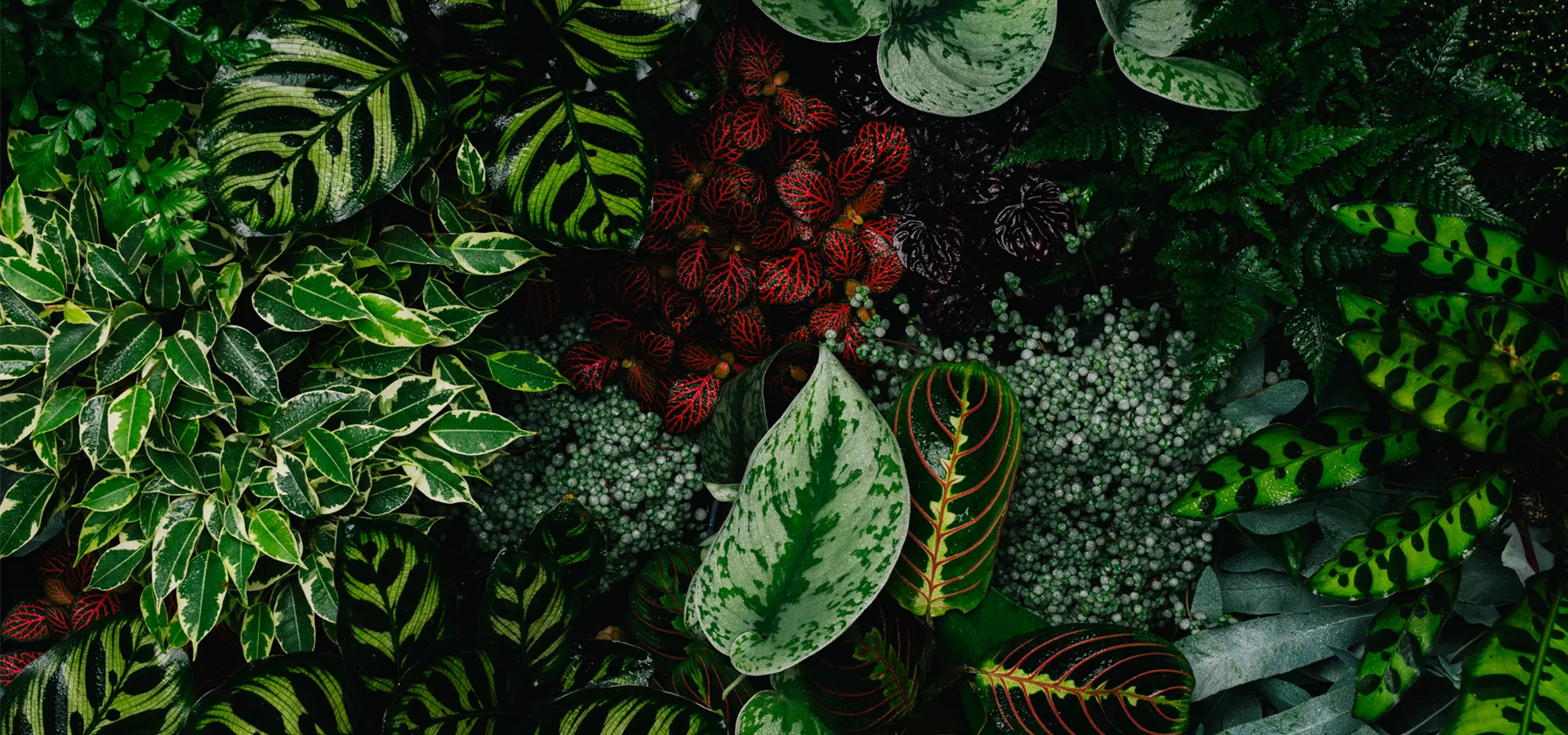 Tannenbaum raus, Grünpflanze rein!