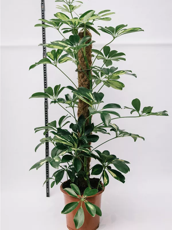 Arboricola