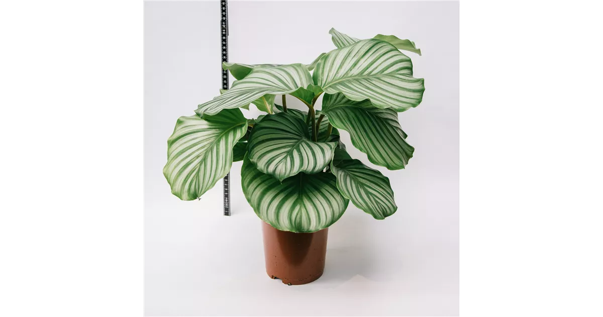 Calathea, Orbifolia - Blumen-Gaab