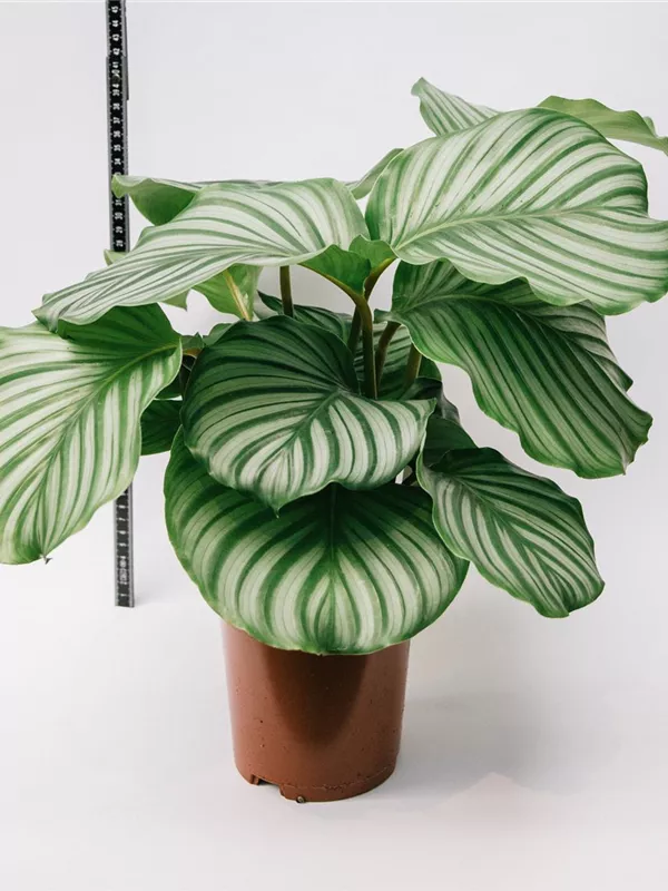 Orbifolia