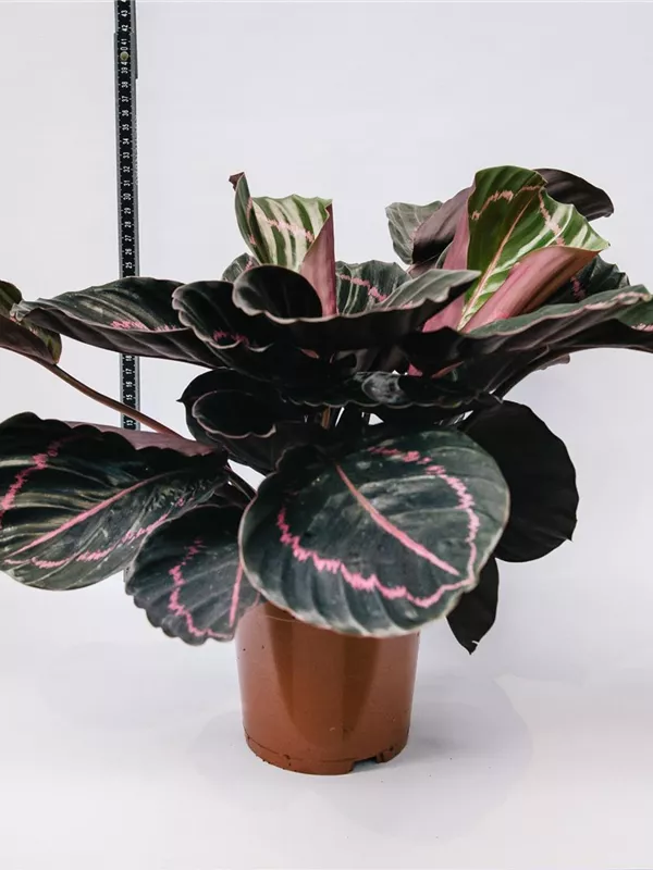 Roseopicta