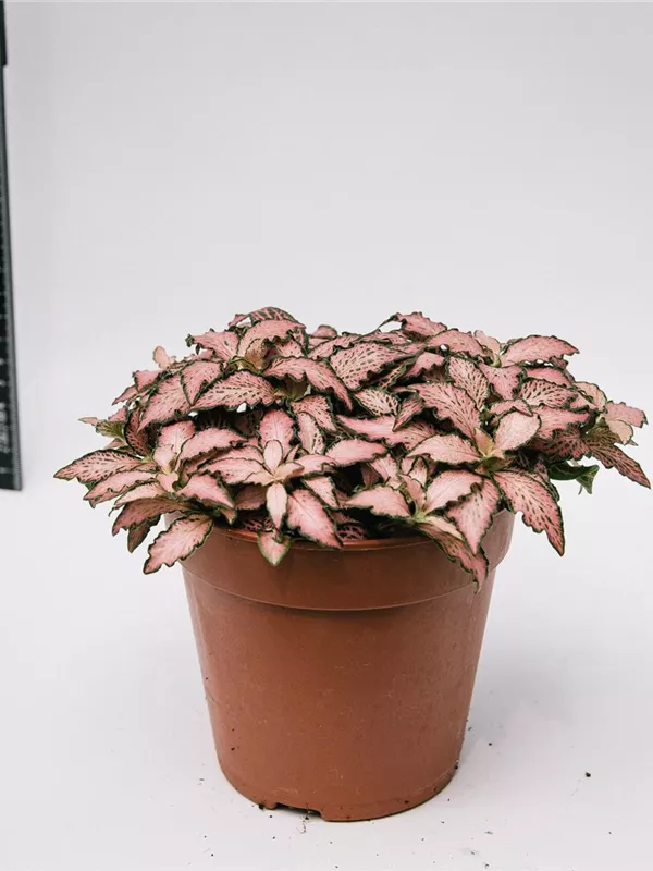 Mosaik Pink
