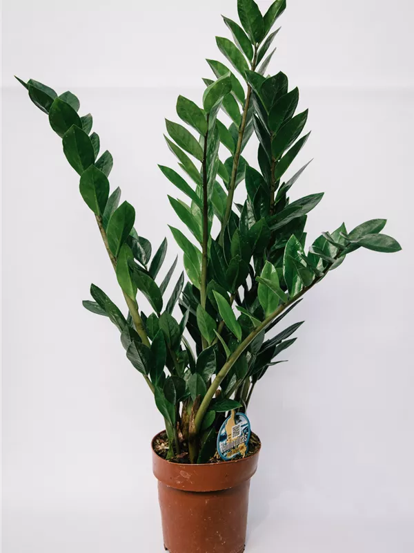 Zamiifolia