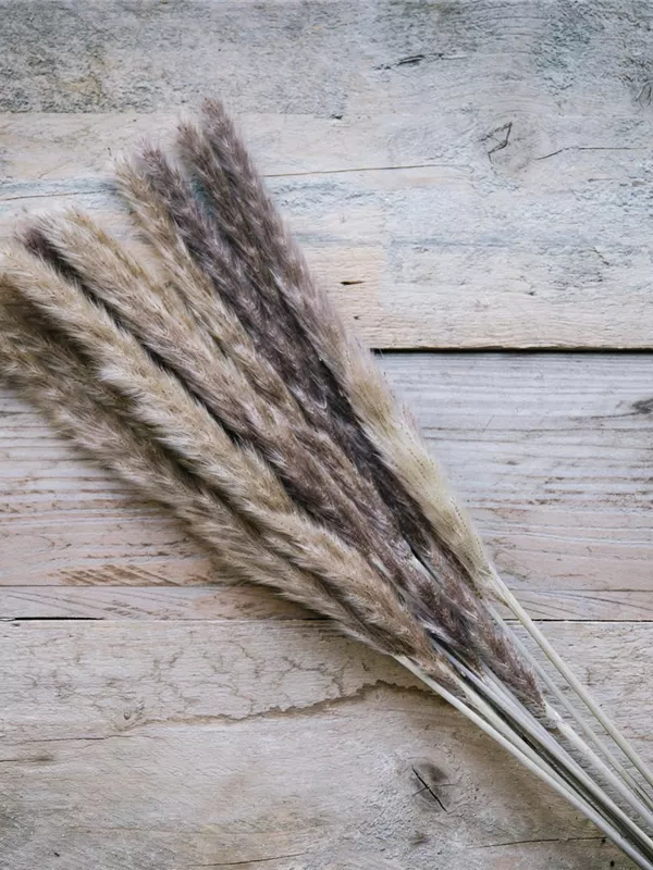 ca.12 Stiele 