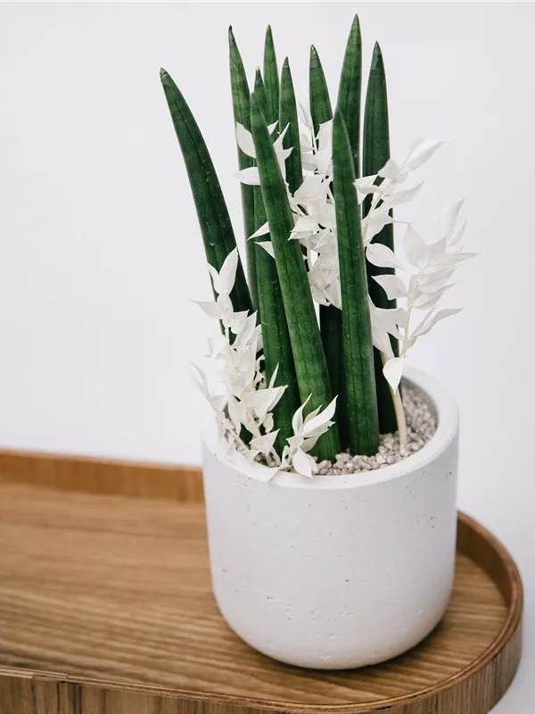 Sanseveria Cylindrica