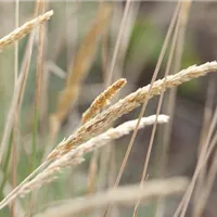 GS586881.jpg