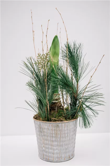 Amaryllis im Topf, Ho Ho Ho! - Blumen-Gaab